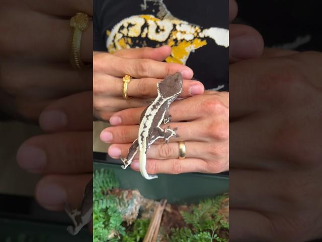 How to Handle Your Crested Gecko  #crestedgecko #crestedgeckos #petgecko