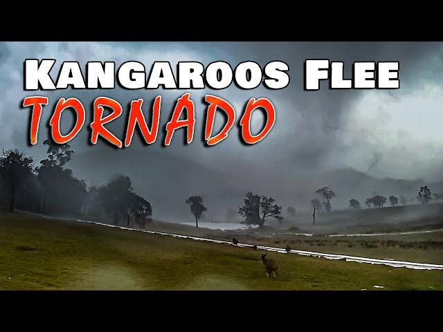 FULL VIDEO: Kangaroos flee tornado in Victoria Australia