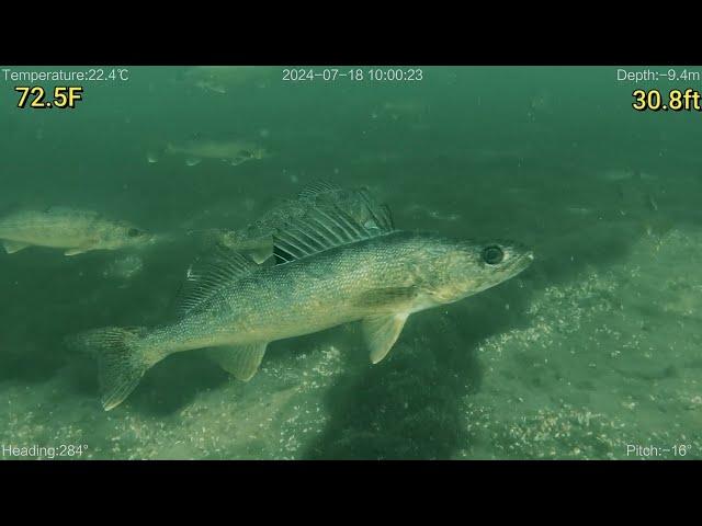 ROV Searches Drop Off for Walleye and Temperature Breaks  (Lake Geneva, WI)