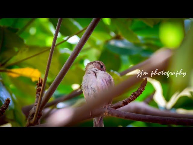 nature photography images / Birds photography / jjm vlog / photographing birds #shorts