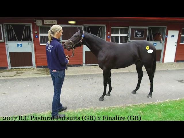 Pastoral Pursuits colt-Tattersalls Ascot