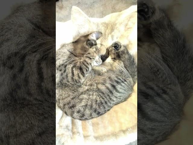 Vote Cutest Kitten of 2024!