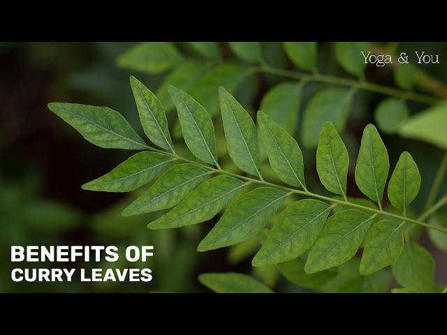 Health Benefits of Curry Leaves | Curry Leaves Benefits | Curry Leaves Drink | @VentunoYoga