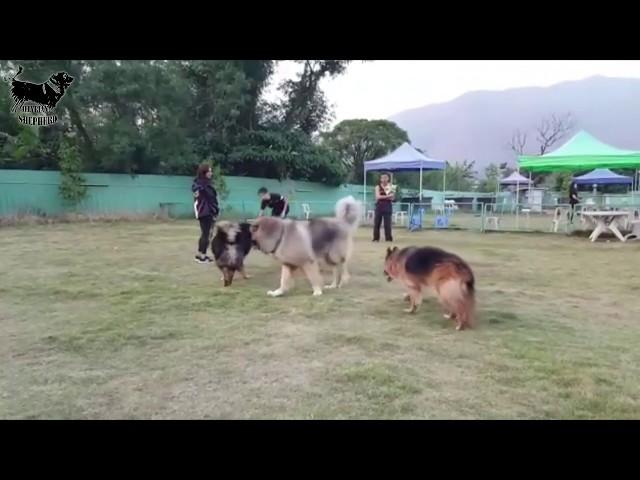 illyrian shepherd vs caucasian ovcharka vs tibetan mastiff  size comparison