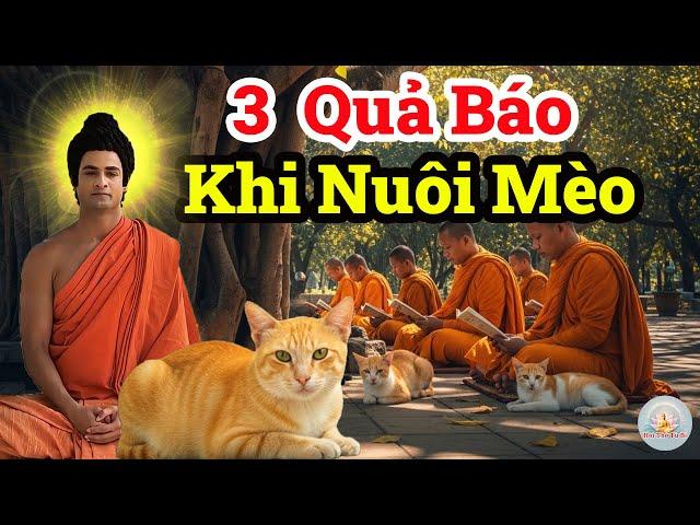 Sự Thật Gây Sốc Về Nhân Quả Của Người Nuôi Mèo Sau Khi Chết