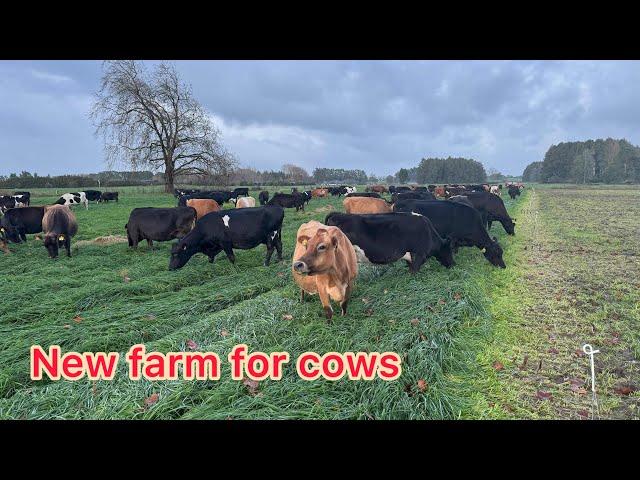 Cows on New farm -  cows Dryoff Feed and Daily Routine Dairyfarming Newzealand