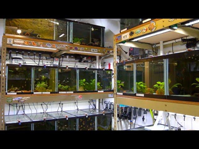 Inside Master Breeder's Legendary Fish Room | Dean's Fish Room