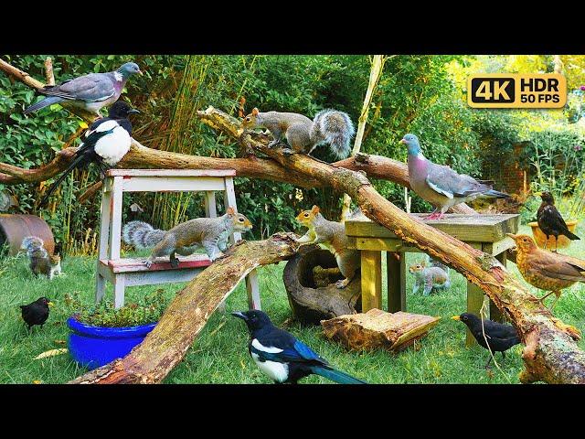 Cat TV for Cats to Watch  Birds & Squirrels in the Garden ️️ Bird videos for cats