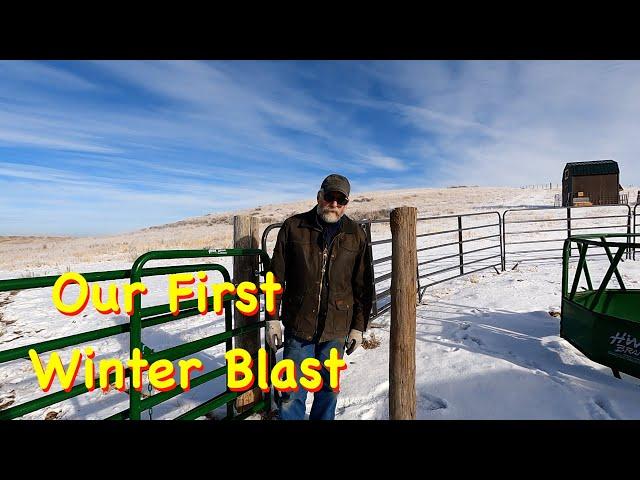 Building a Catch Pen for Loading Out Cows | Engels Coach Shop