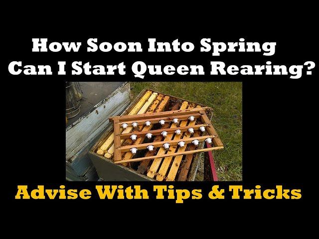 How Soon Into Spring Can I Start Queen Rearing? Advice With Tips & Tricks