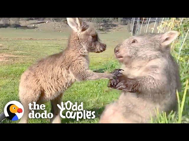 Wombat And Kangaroo Are Obsessed With Each Other | The Dodo Odd Couples