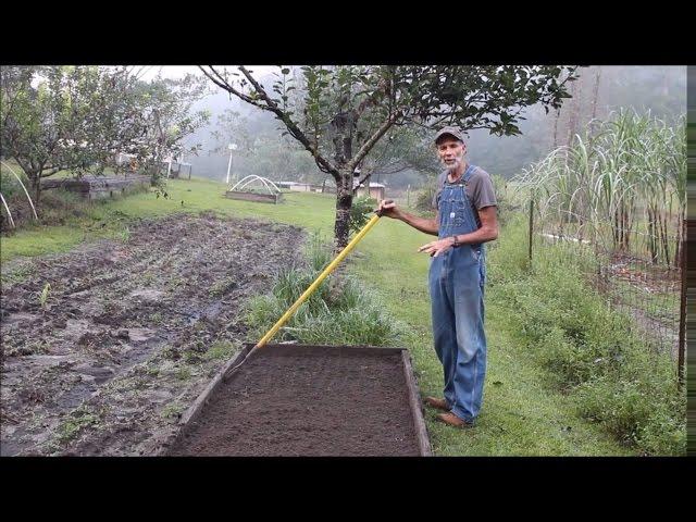 How to Plant Carrots