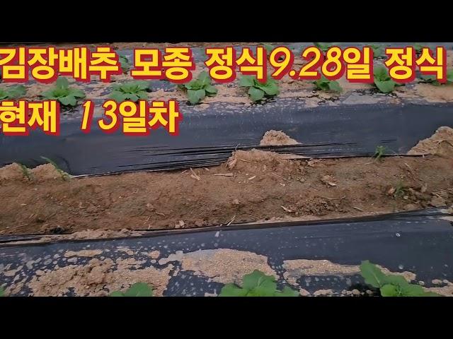 김장배추 모종 순정품은 맛이 보장되어 있습니다.