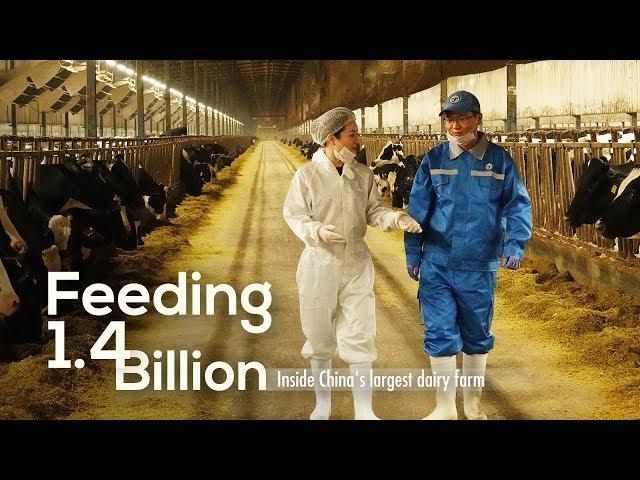 Feeding 1.4 Billion: Inside China's largest dairy farm