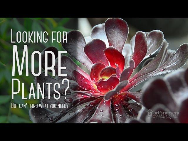 Better Selection of Plants | Arts Nursery Ltd