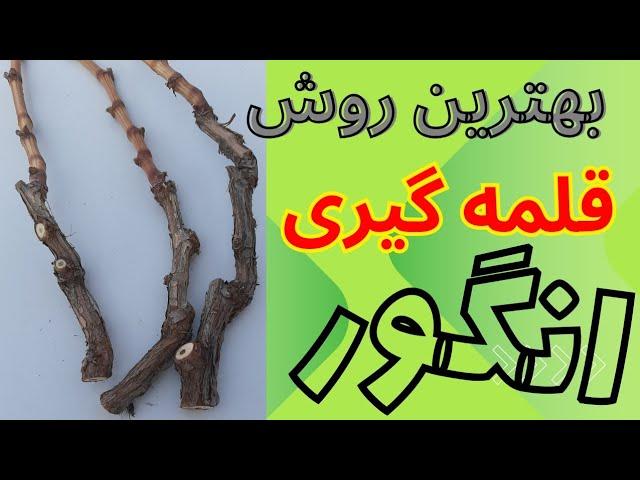 اگر به این روش قلم انگور ریشه دار کنید در آینده از بار زیاد و با کیفیت شگفت زده خواهید شد