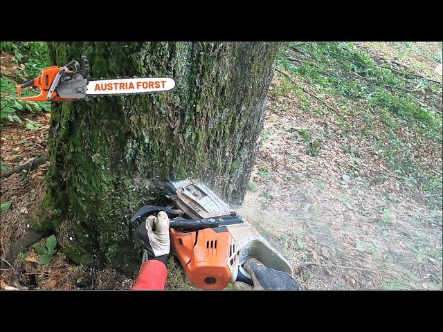 Buchen und Fichten Fällen mit Stihl 500i