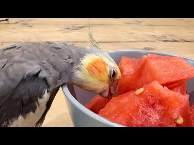 Delicious Watermelon 