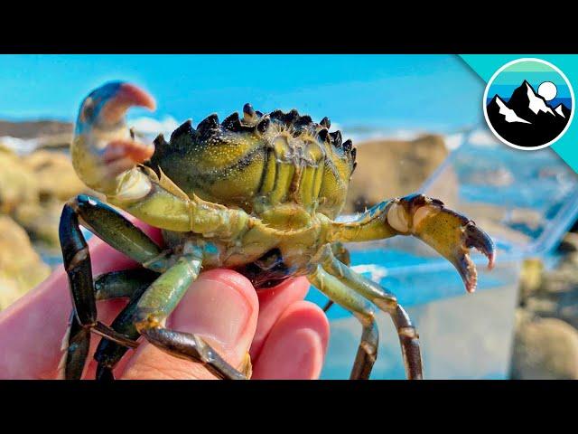 Making a CRABBY Tide Pool Aquarium in New England!