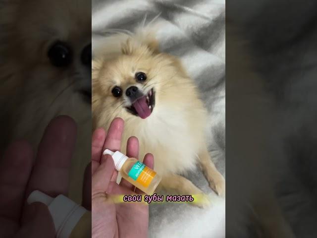 Покупочки для ШПИЦА #pomeranian #шпиц #шпицы #смешныеживотные #немецкийшпиц #померанскийшпиц