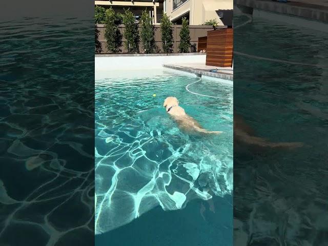 Our golden retriever loves swimming!  ‍️ 