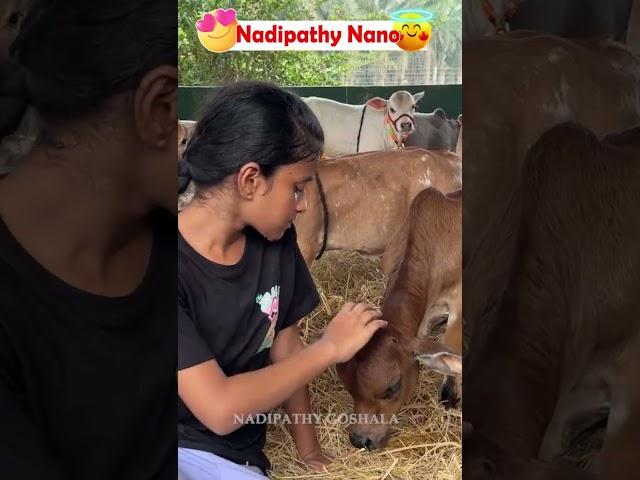 Nadipathy Nano cow shortest cows breed below 2 feet height #youtube #viral #reels #miniature #trend