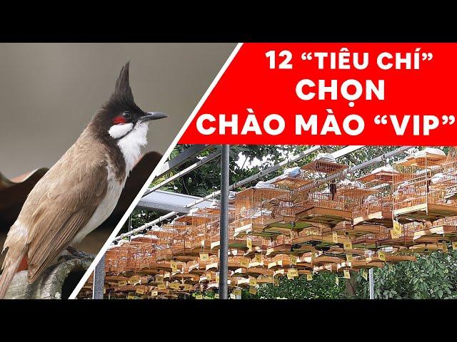 HƯỚNG DẪN CHỌN CHÀO MÀO HAY LUYỆN "ĐẤU GIÀN" CHUẨN