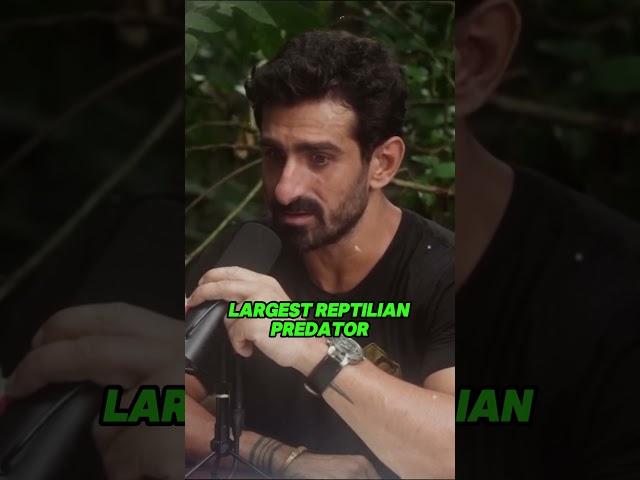 BLACK CAIMAN: The APEX PREDATOR Of The AMAZON JUNGLE #clips #podcast #nature #shorts