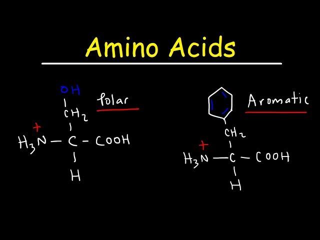 Introduction to Amino Acids