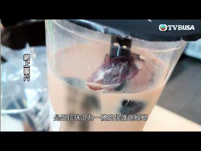 東張西望｜曱甴奶茶｜食肆衛生｜五星級酒店，麥當勞無一幸免？| TVBUSA