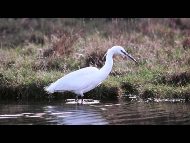 BTO Bird ID - Little Egret and Great White Egret