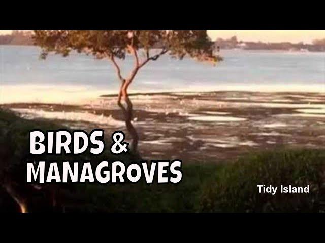 Experience Pure Serenity on Tidy Island: Watch Birds Feed in Mangroves at Low Tide!