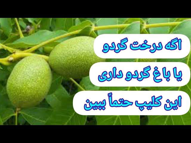 کسایی که درخت گردو یا باغ گردو دارن این کلیپ از دست ندن!!