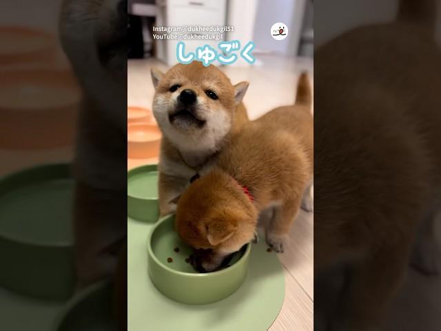 【オイシイ】訴えてくる子犬｜PECO  #子柴 #柴犬 #子犬 #子犬のいる暮らし #shibainu #shiba #shiba_inu #puppy #puppylife #puppylove