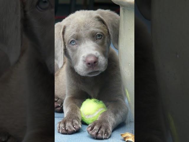 Tiny Silver Lab, Big World: 10-Week-Old Puppy's Scenic Debut!