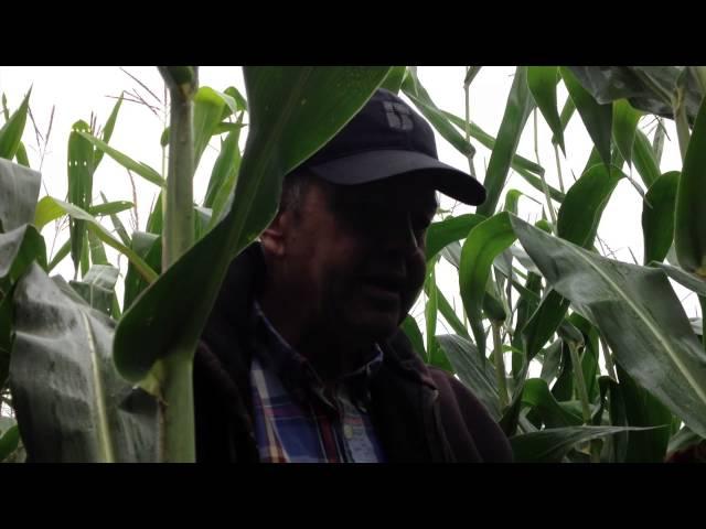 Crop Scouting Tips