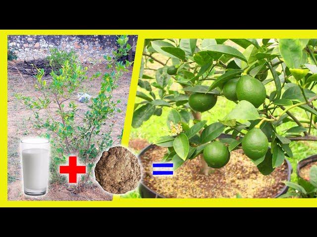 Special fertilizer for lemon plant || best organic fertilizer for lemon tree