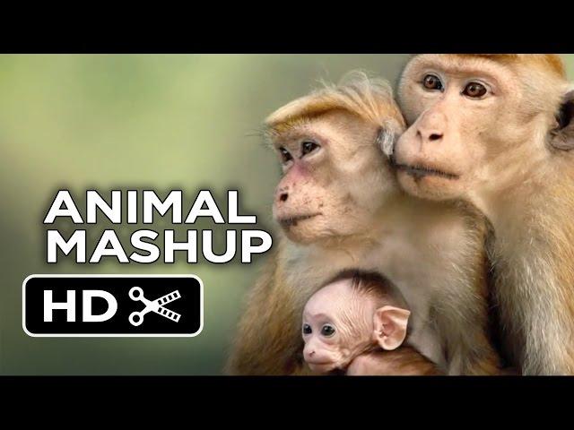 Monkeying Around - Ultimate Animal Movie Mashup (2015) HD