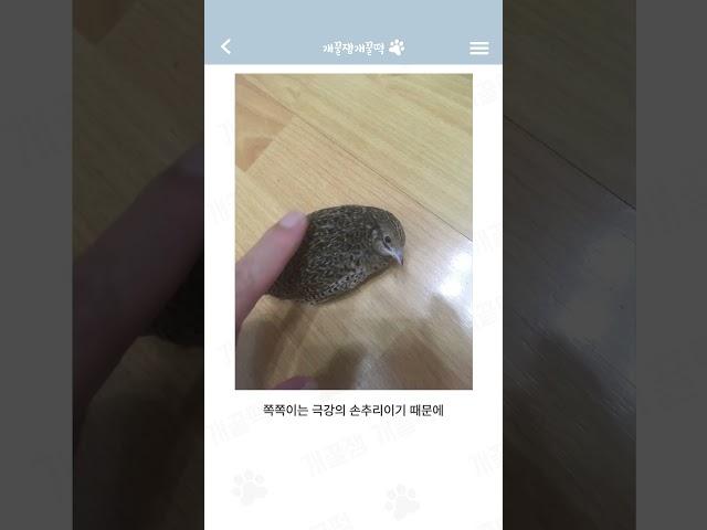 우리집 미니메추리 보구가~