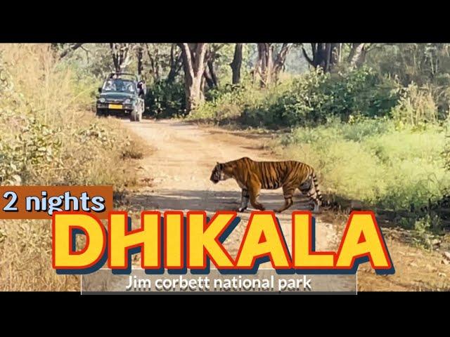 Night stay at dhikala I jim corbett national park I tigers at dhikala zone I forest rest house