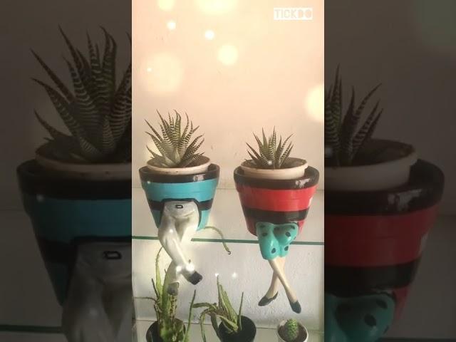 succulents#haworthiopsis #zebra#plant with pots