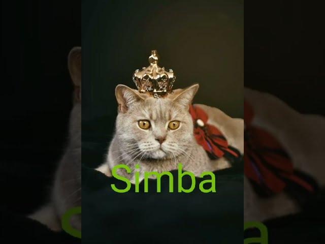 The best 10 names for  male cats  Cats names