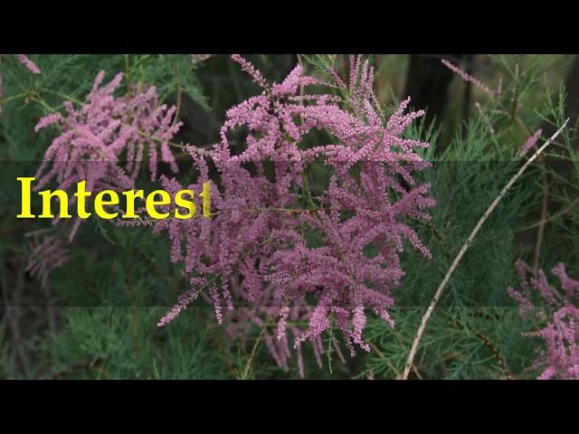 Interesting Tamarisk salt cedar Facts