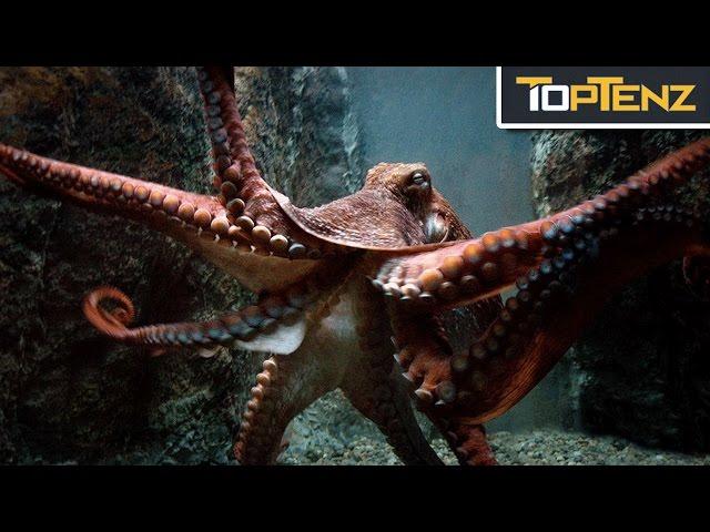 Top 10 TERRIFYING Facts About OCTOPUSES