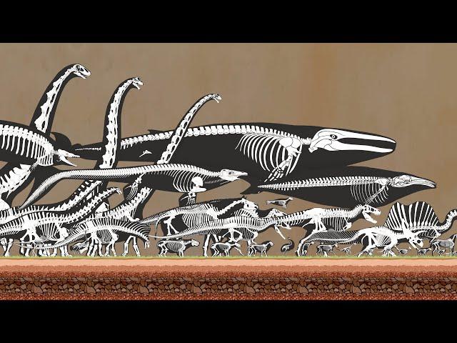 Animals Skeleton Size Comparison | Present and Prehistoric