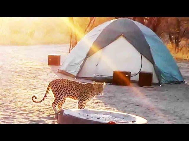 Leopard Visiting The Campsite - Latest Sightings