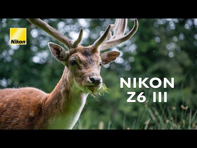 First Look Review | Nikon Z6 III - the best HYBRID camera?!?