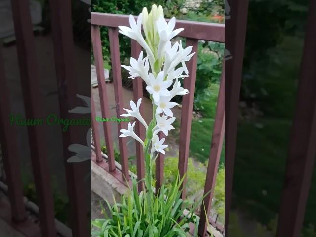 Tuberose flower/रजनीगंधा फूल #tuberose #rajnigandha #flowers #trending #viral #nature #love