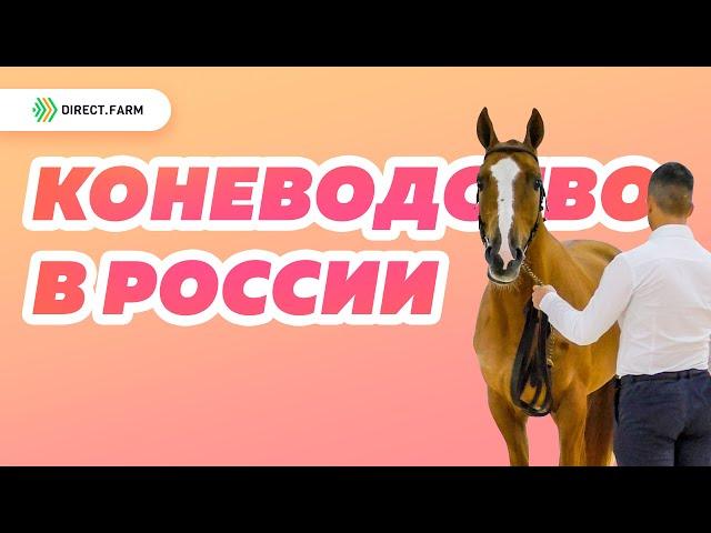 Состояние российского коневодства. Донская порода лошадей