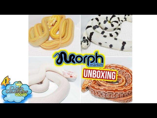 Morphmarket Snake  Unboxing 2021